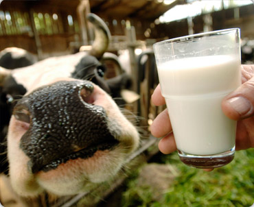 Управление качеством молока,<br />
здоровье молочной железы